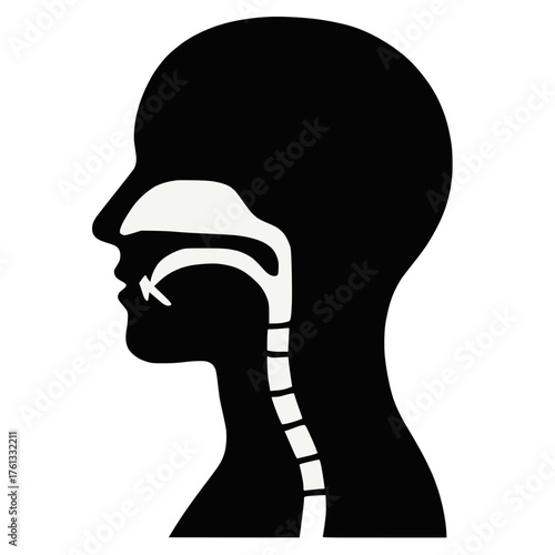 Human Head and Neck Anatomy Profile View Respiratory Digestive Tract