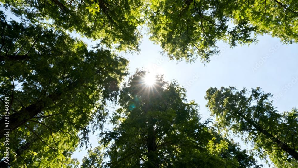 Obraz premium Sunlight filtering through tree canopy