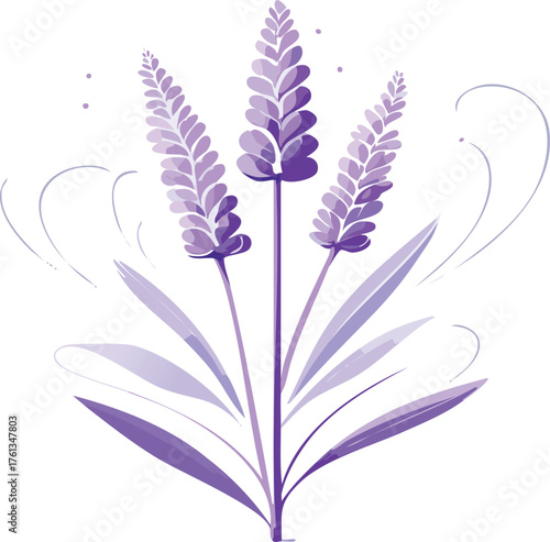 Illustration of three lavender flower stems and leaves