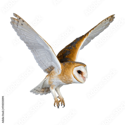 PNG Silent Flight: An elegant owl, wings gracefully outstretched, soars through the air, embodying freedom. The image captures its raptorial eyes and silent flight. 