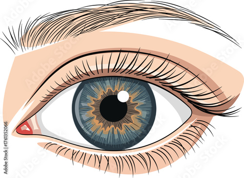 Detailed Human Eye Illustration Gazing Forward, a Medical Anatomy Image for Healthcare Education, Ocular Examination, Vision Correction Advertising, with Long Eyelashes and Defined Eyebrow, Ideal for