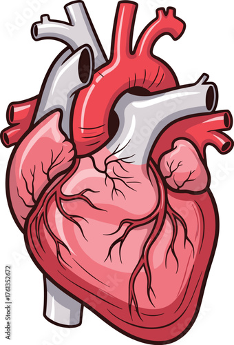 Detailed Anatomical Heart Illustration for Medical Education and Healthcare Presentations, Depicting Circulatory System and Cardiovascular Health, Ideal for Scientific Research, Biology Studies and Tr