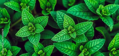 Close-up of fresh mint leaves, hand-drawn style, delicate lines, green hues, vibrant color, detail, painting