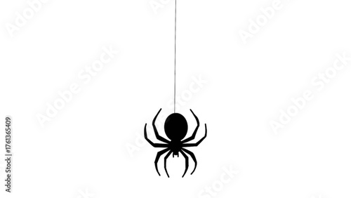spider web vector illustration