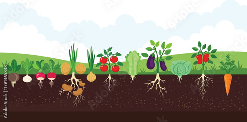 Fresh garden vegetables growing in soil under a bright blue sky, showcasing the beauty of organic farming and sustainable agriculture practices