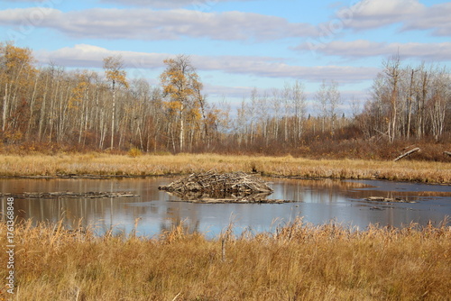 Beaver Pond, Elk Island National Park, Alberta