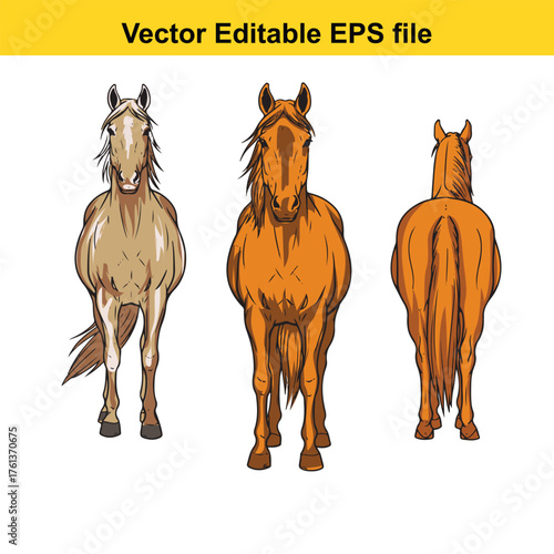 Vector art of three horses standing facing forward, side view, and rear view, , vector illustration