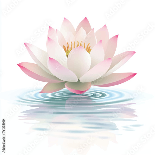 Elegant Lotus Flower with Pink Tips Floating on Water.