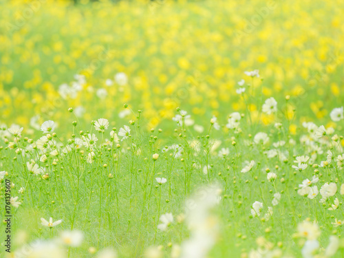 一面の黄色いコスモスを背景に、爽やかな白いコスモスがイキイキとしている様子。秋を彩るコスモスの花畑。自然風景。横構図
