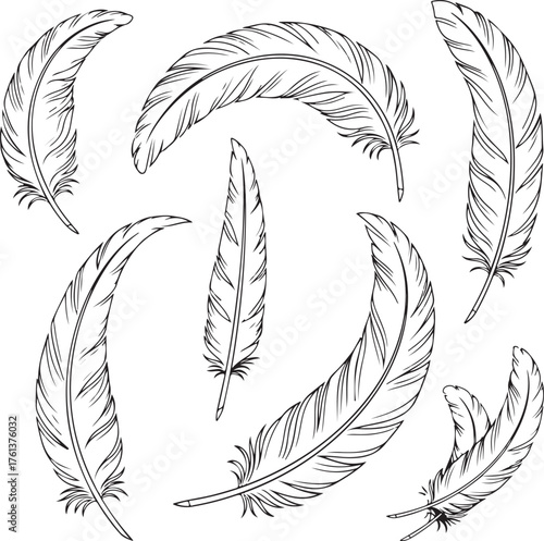 Elegant feather collection drawing detailed lines artistic design on transparent background silhouette
