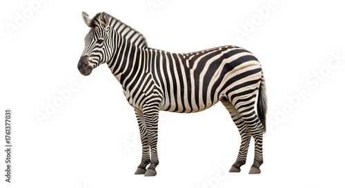 Full body shot of a zebra standing gracefully.