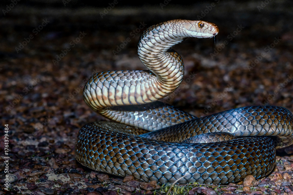 Fototapeta premium Australian highly venomous Eastern Brown Snake in defensive stance
