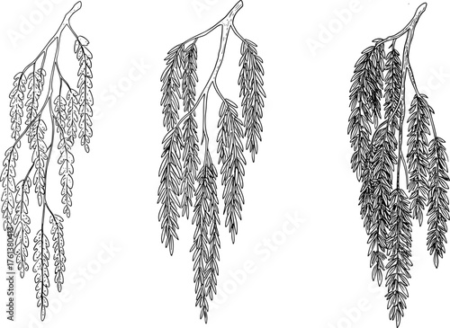 Detailed willow branches illustration, hanging leaves, black and white botanical drawing, hand drawn natural vector art, vintage plant sketch