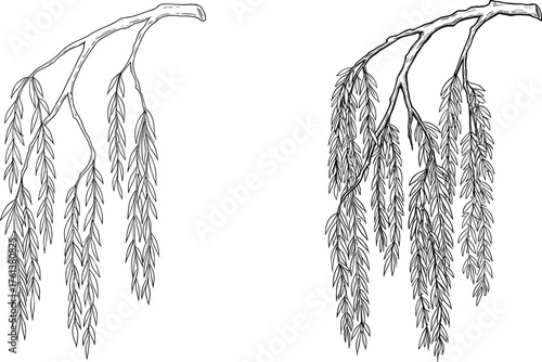 Willow tree branch illustration, hanging leaves, hand drawn botanical design, natural plant sketch, black and white vintage vector art