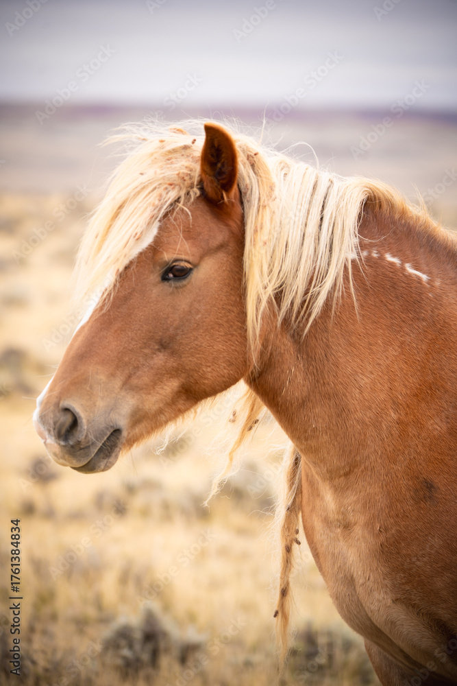 Fototapeta premium Wild horses in a field