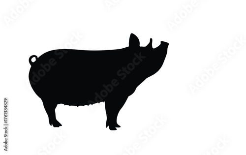 Pig silhouette, female pig, pig vector illustration, pig outline, isolated on white background.