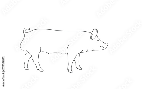 Male pig line drawing. Vector pig illustration. Pig outline. Isolated on white background.