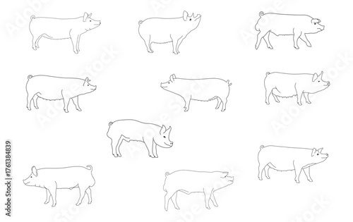 Pig line drawing set. Vector pig illustration. Pig outline. Isolated on white background.