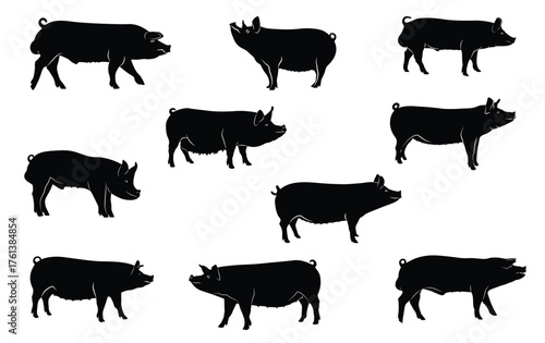 Pig silhouette set in different standing poses. Vector illustration of pig. Pig outline. Isolated on white background.