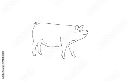 Pig line drawing, pig vector illustration, pig outline, isolated on white background.