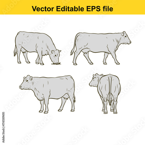 Vector art of collection of four distinct cow drawings, presented from multiple viewpoints on a clean, ideal for agricultural themes