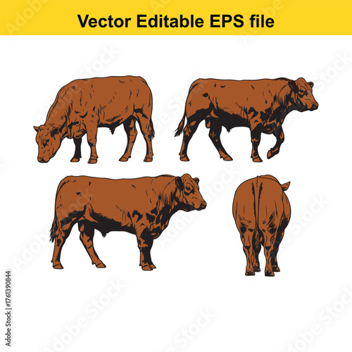 Vector art of set of four brown cattle in different poses, , vector illustration