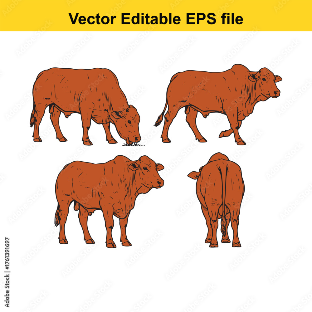 Naklejka premium Vector art of set of four colored brahman cattle illustrations in different poses