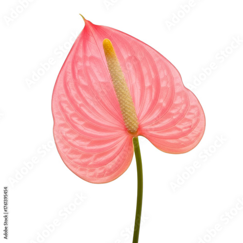 Pink Anthurium Flower with Yellow Spadix isolated on a transparent background