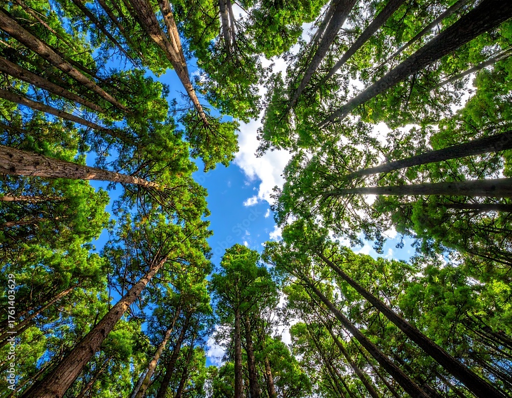 Obraz premium Lush forest canopy, looking up (1)