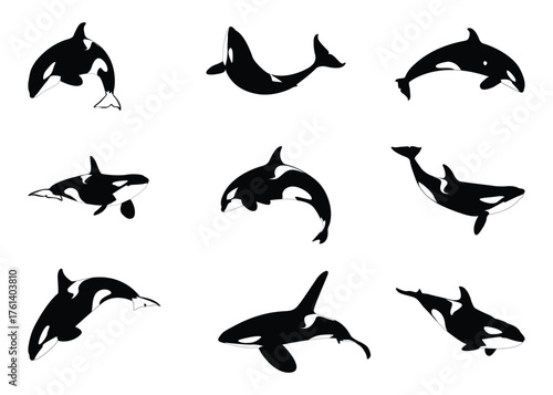 Set of Whale Silhouettes, Orca, Illustration, Vector