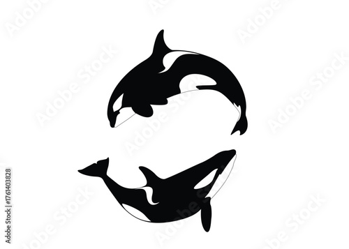 Two Orcas Whales, Predator Fish, Vector Illustration