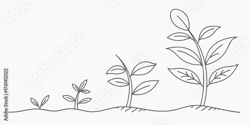 Vector illustration showing the growth stages of a plant from seedling to full grown with leaves outlined