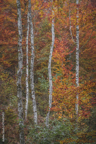 White birch trees among colorful autumn foliage in a peaceful forest