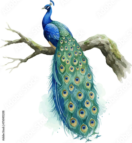 watercolor illustration of a peacock
