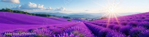 Serene Lavender Fields Rolling to the Horizon Under a Summer Sky Tranquil Nature Scene