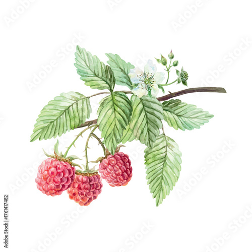 Raspberry branch, ripe berries, leaves and a white flower. Hand drawn watercolor illustration. Vector clip art for juice, jam, and marmalade labels. Suitable for postcard, cosmetic packaging, posters.