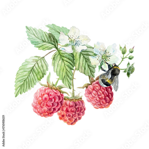 Raspberry branch, berries, green leaves, white flowers and bumblebee. Hand drawn watercolor illustration. Vector clip art for juice, jam and marmalade labels. Suitable for postcard, cosmetic packaging
