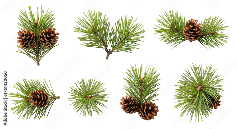 Fototapeta premium Pine Branches with Cones Christmas Winter Holiday Foliage Evergreen Plant