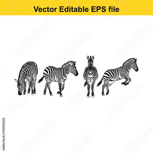 Vector art of group of five zebra illustrations in distinct poses