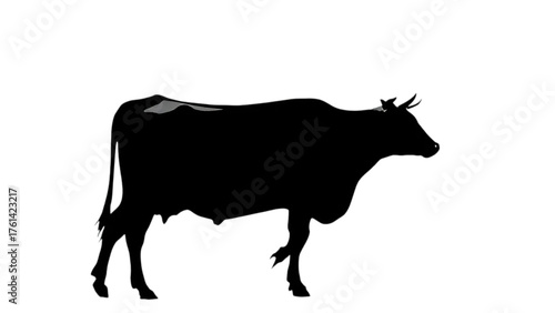Black and white cow and bull illustration, isolated vector silhouette of cattle on a farm