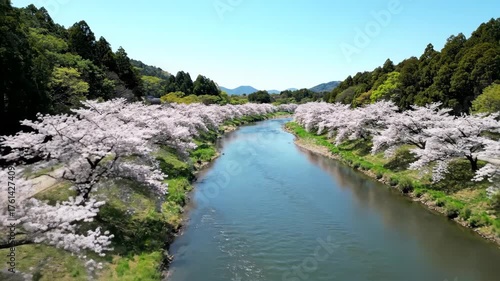 Breathtaking aerial drone flight over a scenic Japanese river valley lined with stunning sakura cherry blossoms in full bloom during spring.