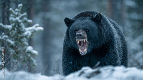 A black bear roaring in a snowy forest with a threatening posture.