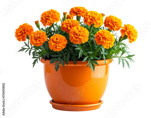 orange flowers in a pot isolated