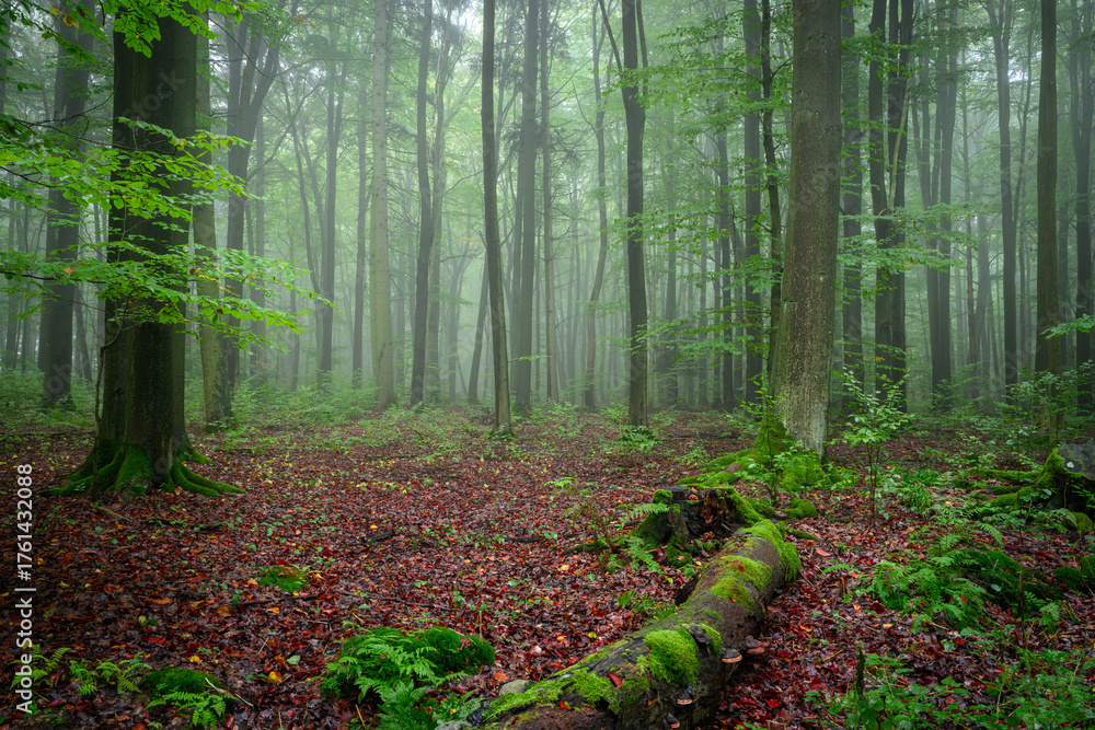 Fototapeta premium Misty morning in the green forest