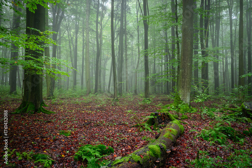 Misty morning in the green forest © Piotr Krzeslak