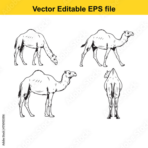 Vector art of four different poses of a camel