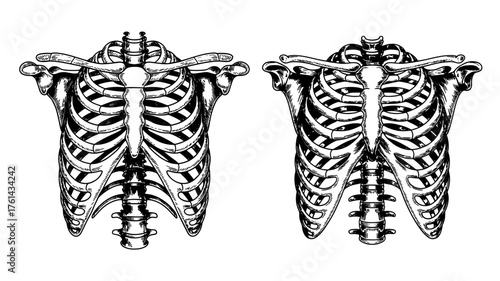 two human rib cages in symmetrical anatomical, ideal for medical, educational, or design use.