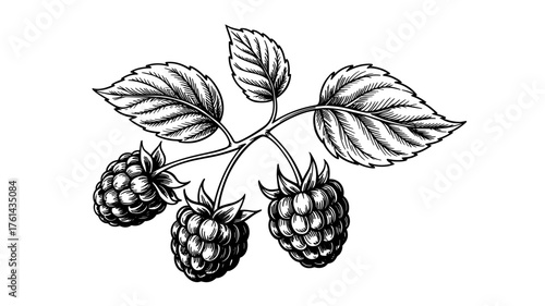 Black and white vintage drawing of a raspberry branch with berries and leaves, detailed engraving showing natural fruit and botanical beauty.