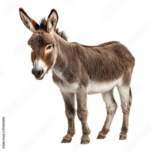Donkey isolated on transparent background