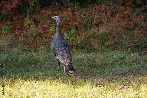 Many Turkeys are out wandering around looking for food during the Fall Autumn season.